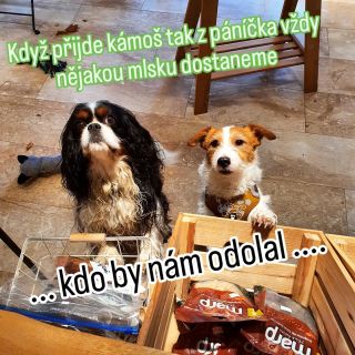 #petstore #cavalierkingcharlesspaniel #jackrussell #ovenbakedtradition #marppetfood #dog #doglover #doglive