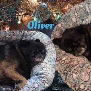 Naši spokojení zákazníci v nových pelíšcích od nás ❤️❤️❤️ #petstore #dog #sevishop #pet