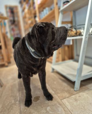 Děkujeme za návštěvu ❤️❤️#shopdog #happydoglife #dogshopping #vysocany #praha9 #