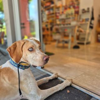 💋💯❤️👌Děkujeme všem naším psím zákazníkům že se vracíte k nám do obchůdků a připravujeme pro Vás plno...